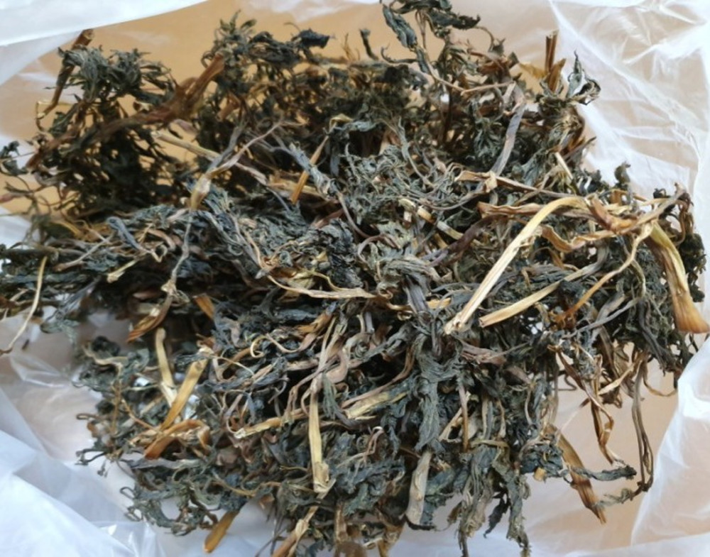 25년 강원도 인제 눈개승마 삼나물 산나물 건눈개승마 건나물 - 상세 이미지 3