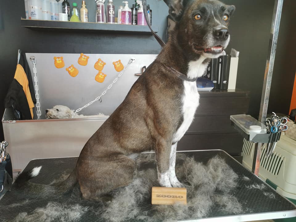 주로빗 미니 강아지 고양이 죽은털제거 브러쉬