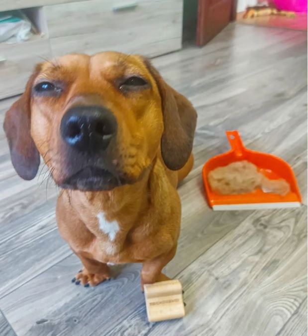 주로빗 미니 강아지 고양이 죽은털제거 브러쉬