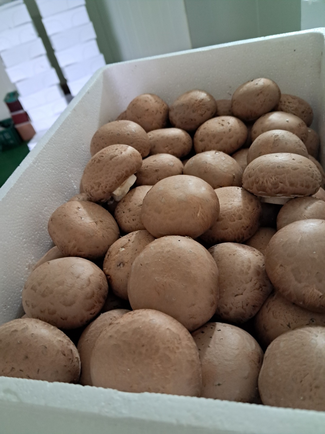 국내산 친환경 무농약 브라운 양송이버섯 1kg 특품 최상품 이미지 2