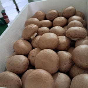 국내산 친환경 무농약 브라운 양송이버섯 1kg 특품 최상품 맛있게 먹은 솔직 후기 - 상품 이미지 2