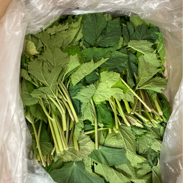 어수리나물 강원도 정선 자연산 1kg 2kg 4kg 이미지 3
