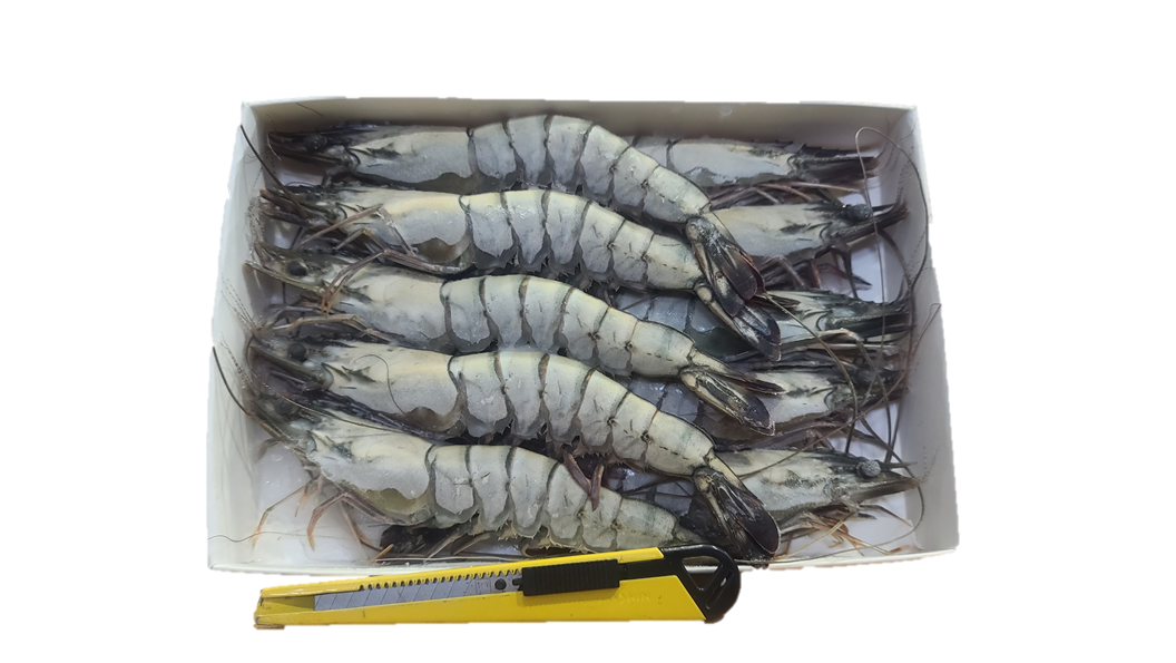 블랙타이거 새우 10미 500g 얼룩새우 킹 대왕 킹타이거새우 - 상세 이미지 2