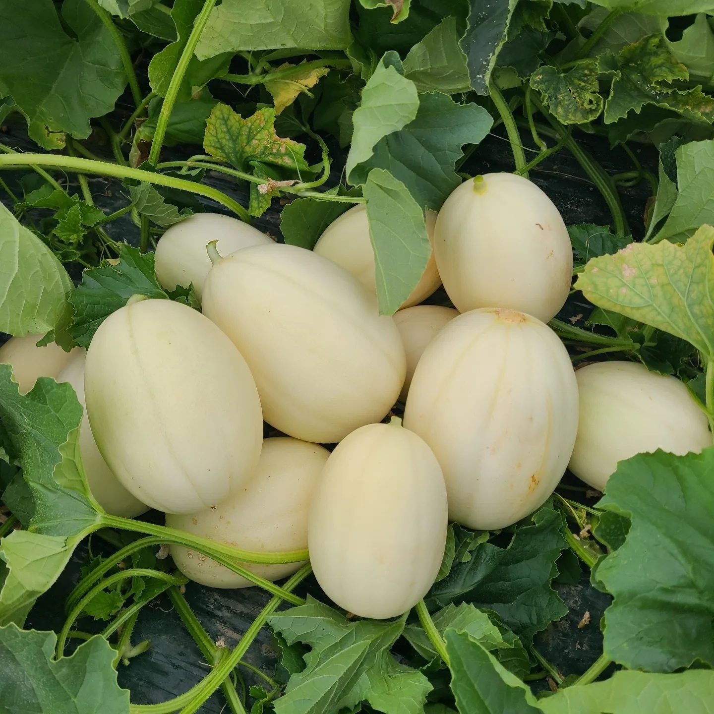 고당도 멜론, 설향 메론 후기, 쌍둥이 농장 메론, 맛있는 과일, 메론 선물 추천