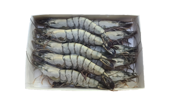 블랙타이거 새우 500G 30, 20, 15, 10미 새우소금구이 냉동새우 킹타이거 - 상세 이미지 4