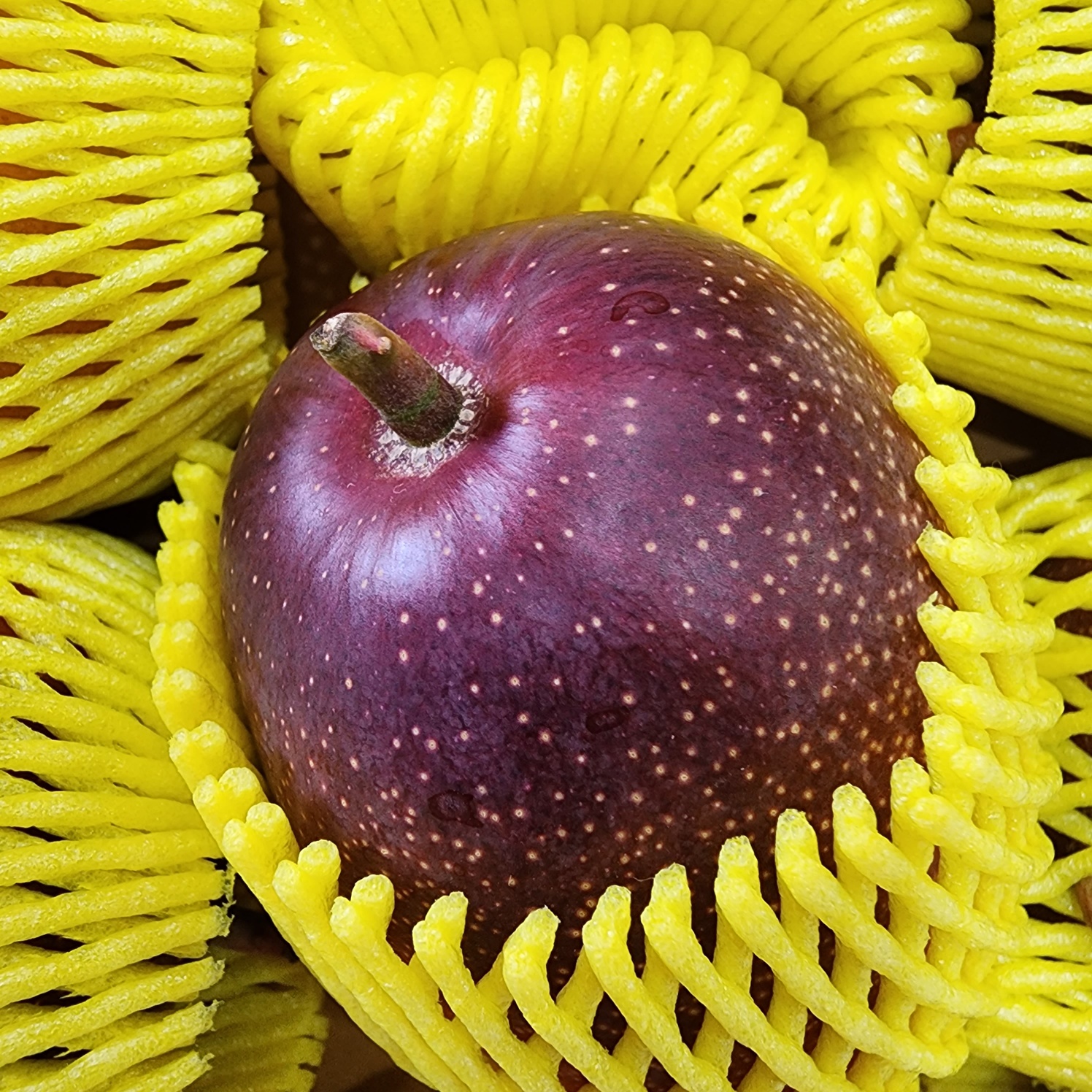 제주애플망고 미니 왕미니 애플망고 1kg, 2kg
