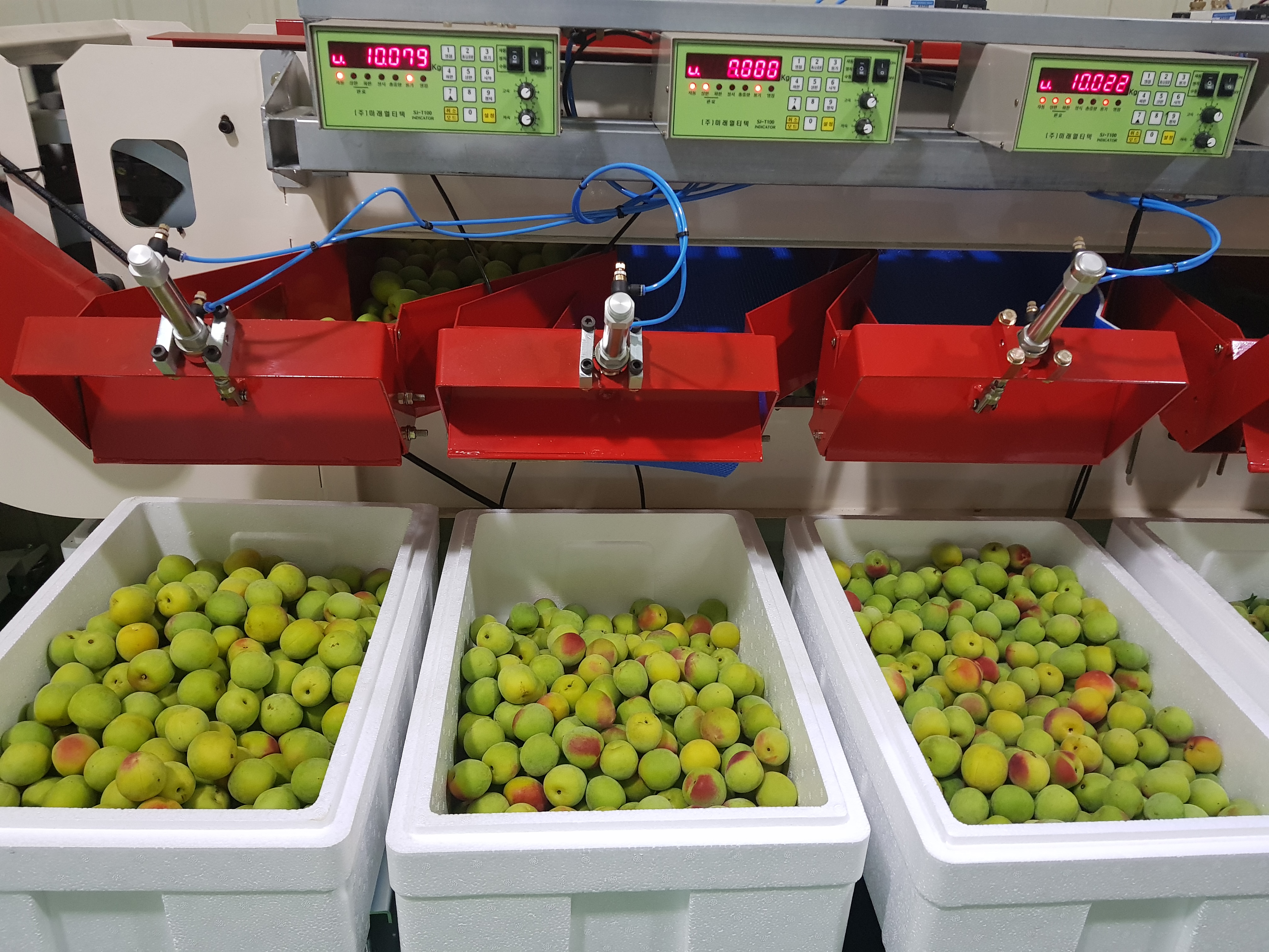 남고 매실 청매실 홍매실 황매실 쪼갠매실 깐매실 조각매실 1kg 3kg 5kg 10kg 이미지 3