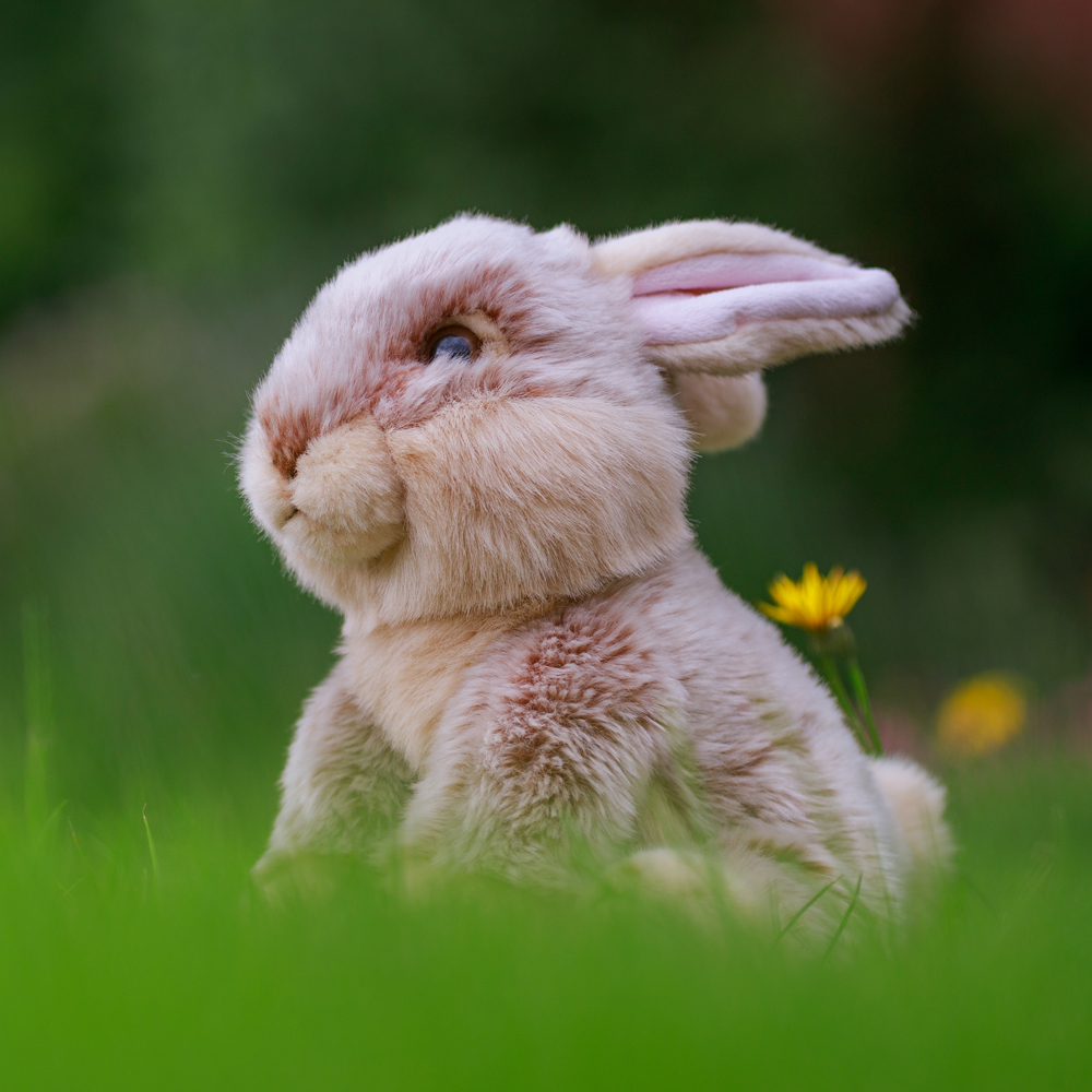 애너미고스 월드 오브 네이처 유럽 토끼인형 귀여운 애착 동물인형 - 상세 이미지 3