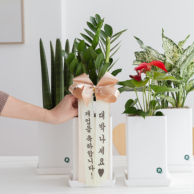 스노우사파이어 승진화분 승진축하 영전 키우기쉬운 음지식물 반려식물인테리어 플랜테리어중소형