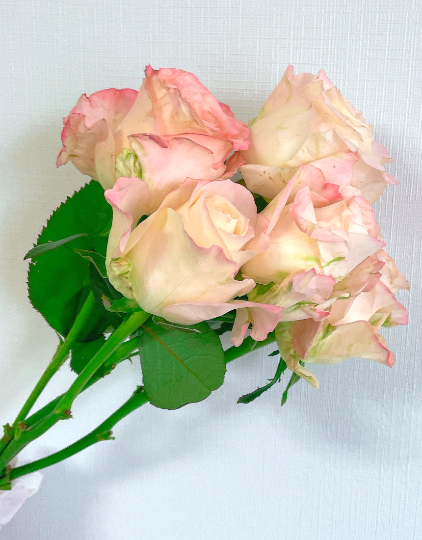 장미 핑크 빨간 꽃 선물 5송이 생화택배 생화 꽃다발 양재꽃시장 꽃배달 꽃배달싼곳 - 상세 이미지 5