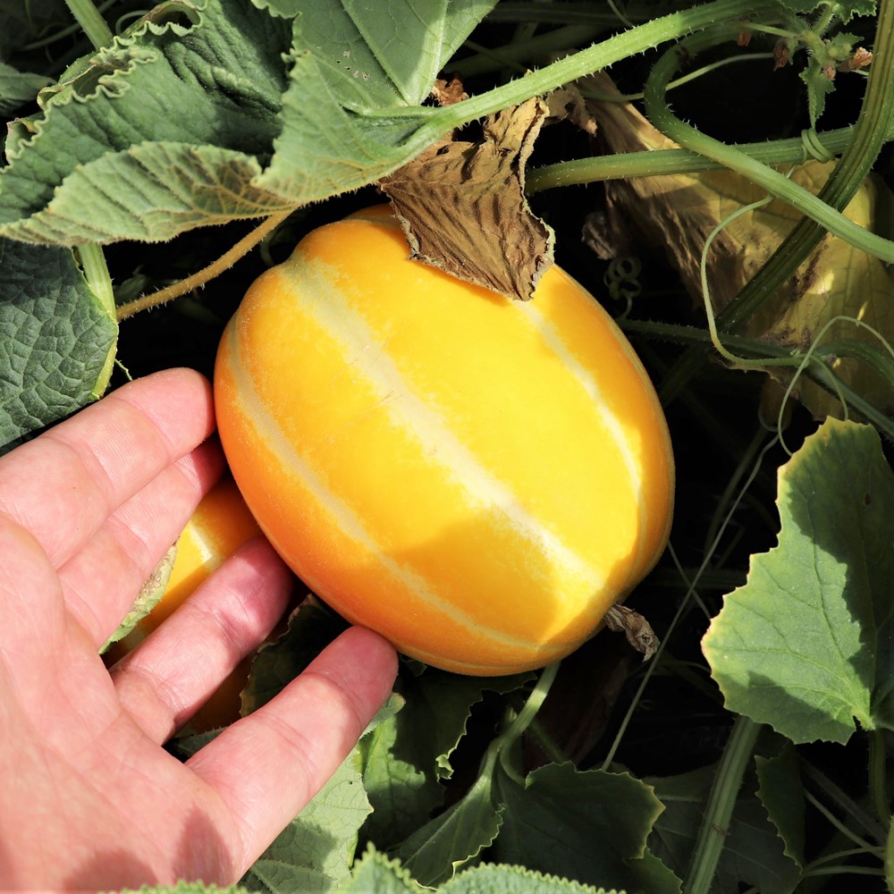 참외 성주 가정용 못난이 5kg, 1개 - 상세 이미지 5