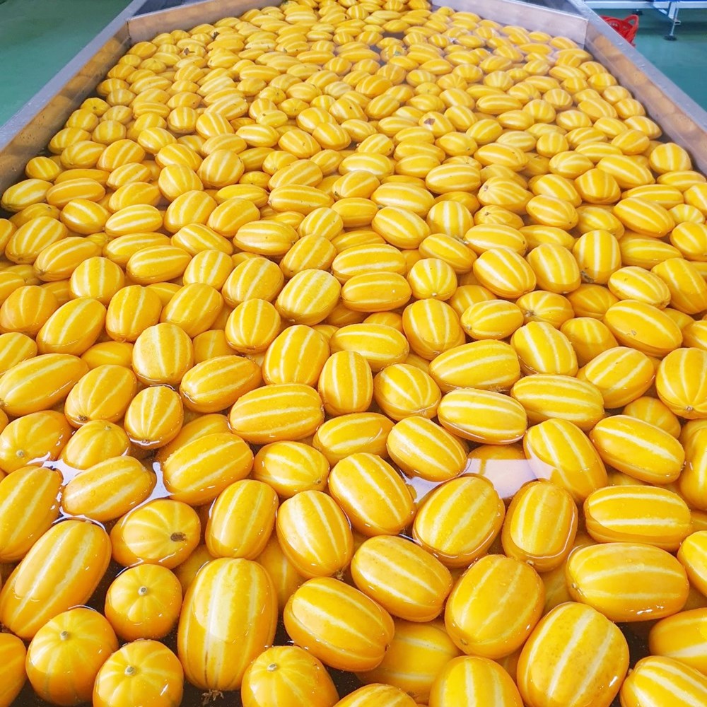 참외 성주 가정용 못난이 5kg, 1개 이미지 8
