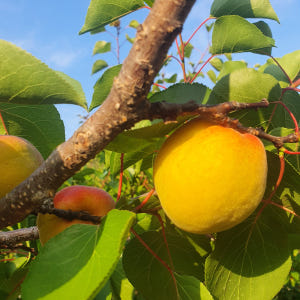 산지직송 특 하우스 햇 노지살구 하코트 플럼코트 티파니 임산부과일 맛있게 먹은 솔직 후기 - 상품 이미지 4
