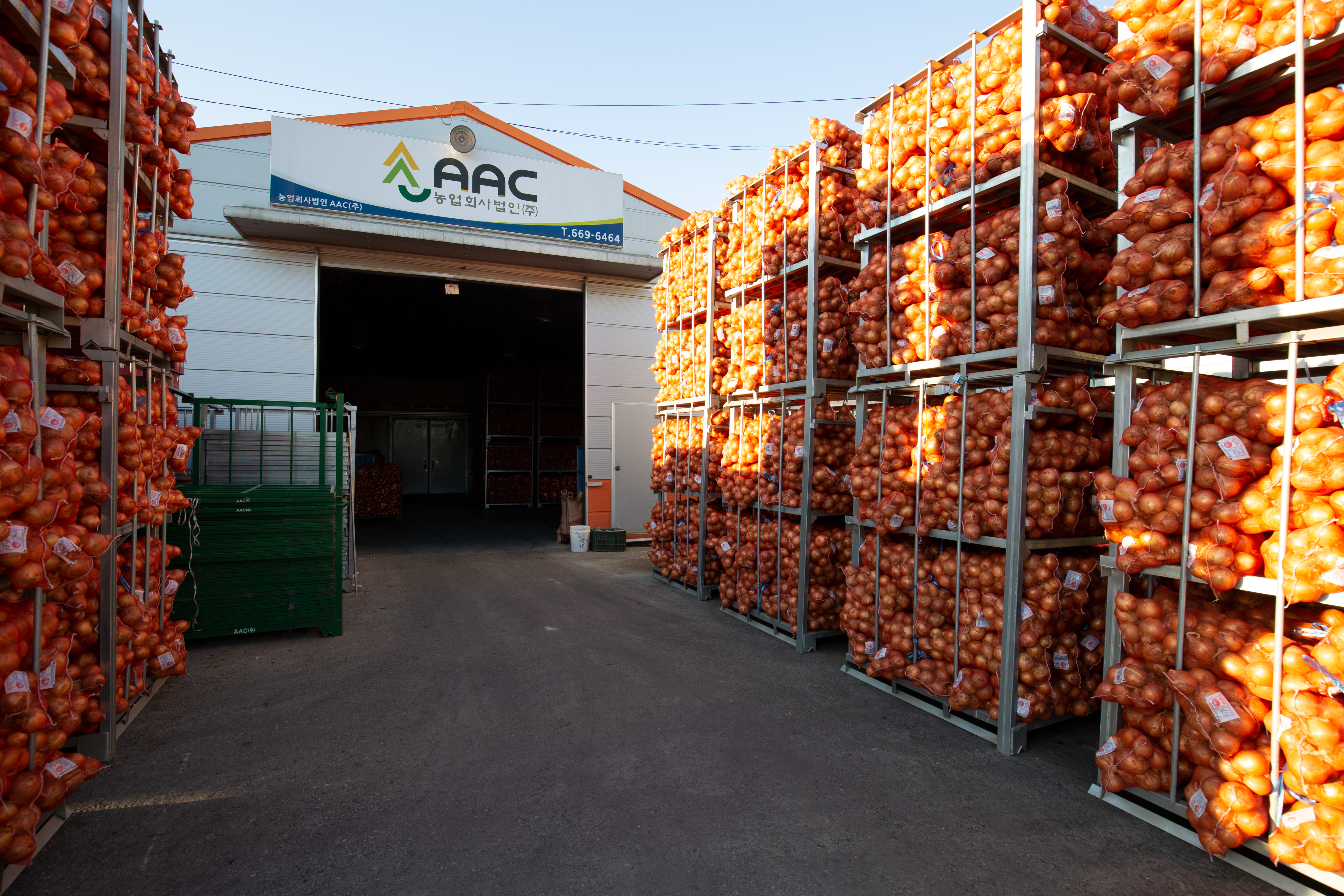 25년 양파 햇양파 무안양파 단단한 국내산 3kg 5kg 15kg