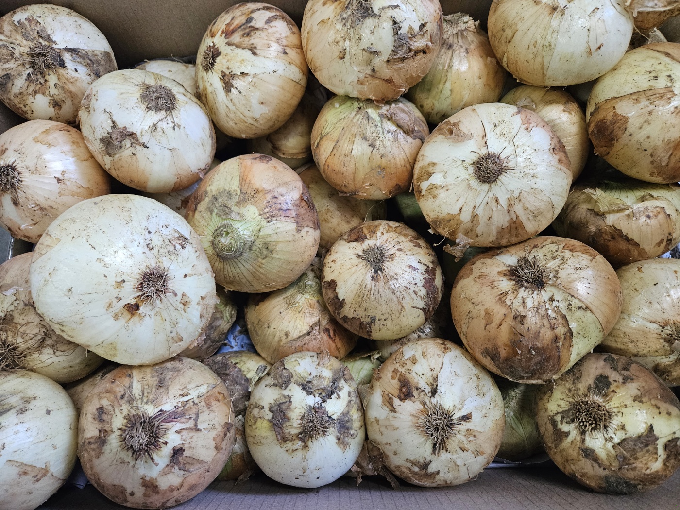 25년 양파 햇양파 무안양파 단단한 국내산 3kg 5kg 15kg