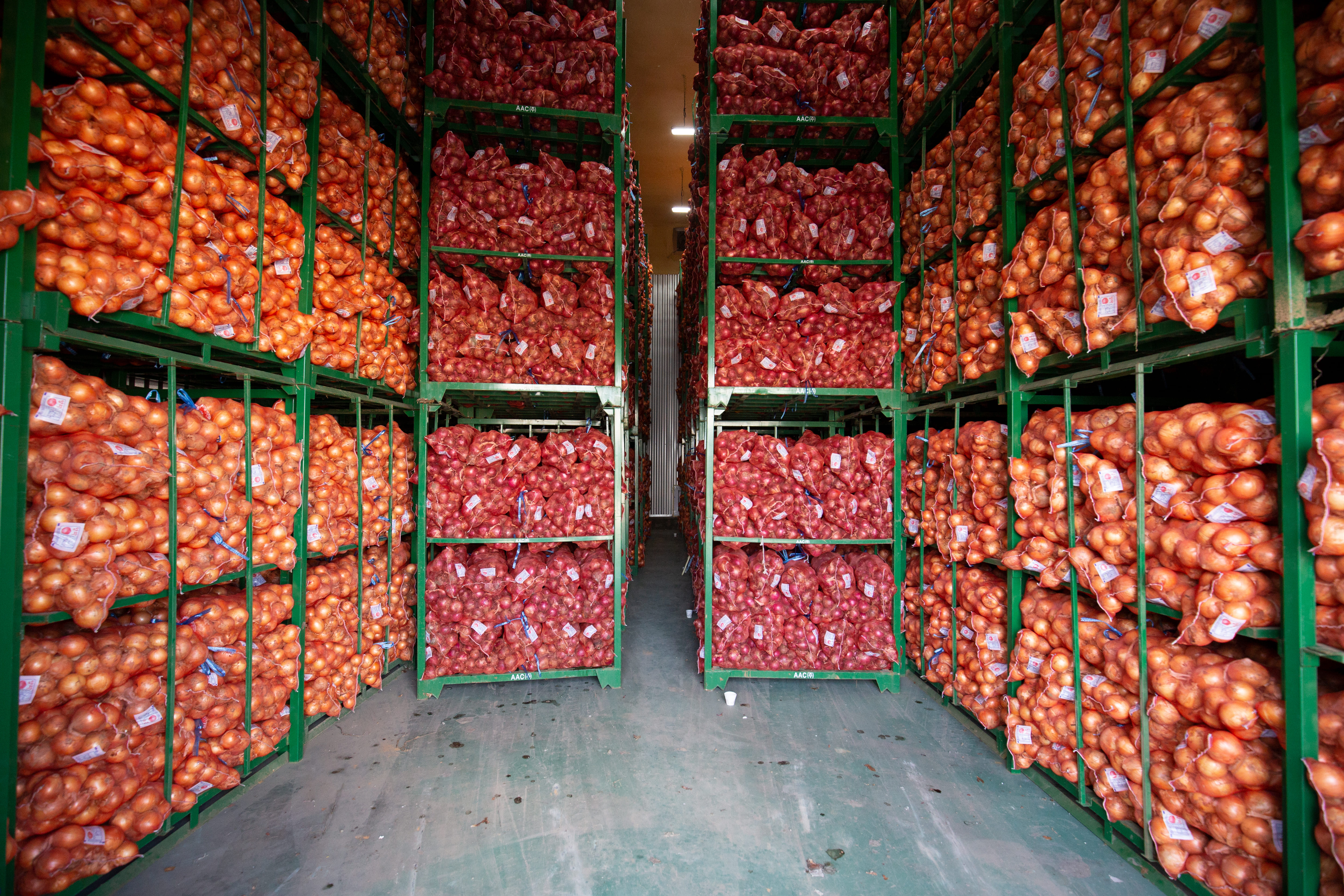 25년 양파 햇양파 무안양파 단단한 국내산 3kg 5kg 15kg