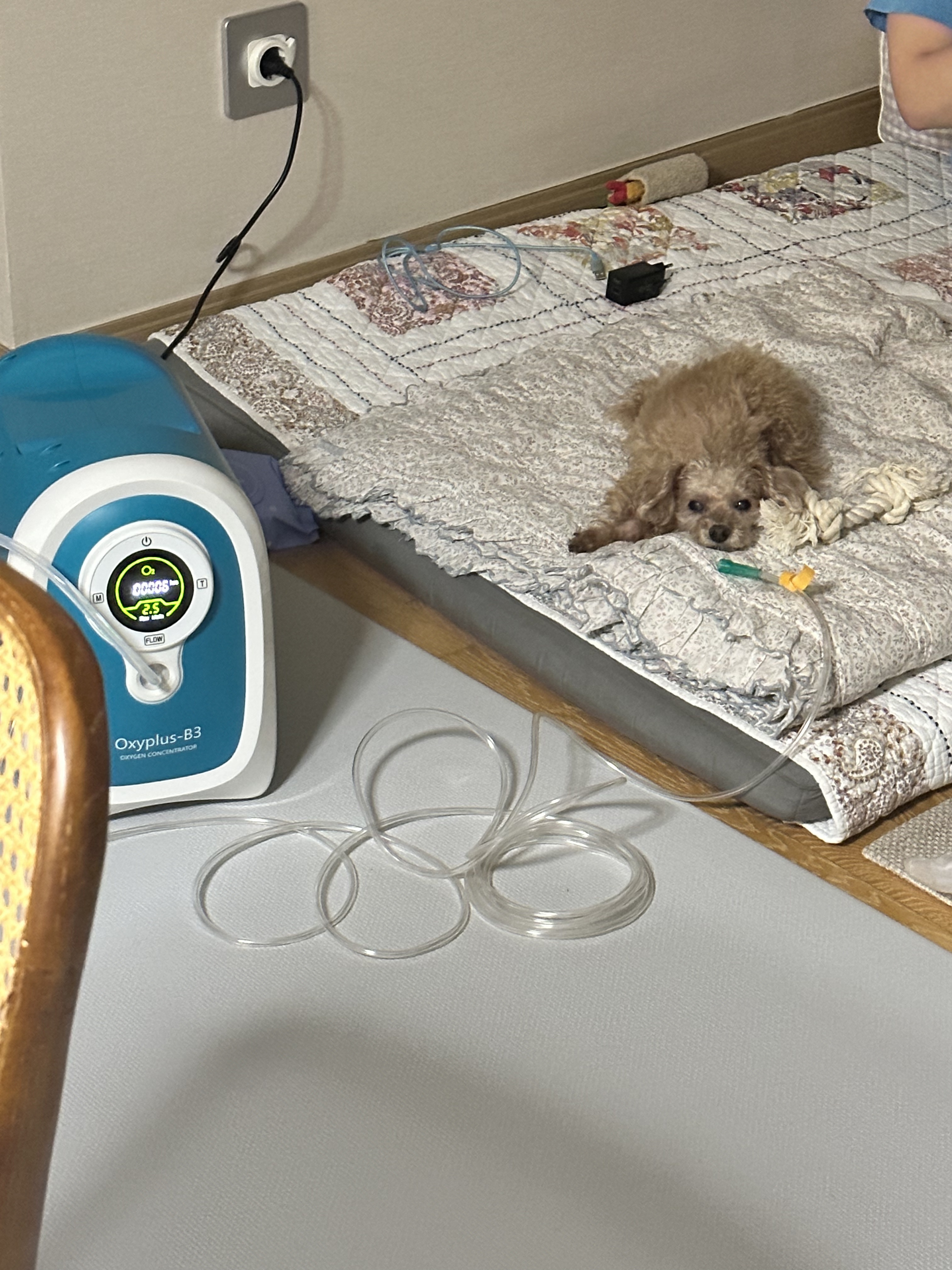 [한달무료] 강아지산소방 의료용 산소발생기 대여 렌탈 임대 산소호흡기 무약정