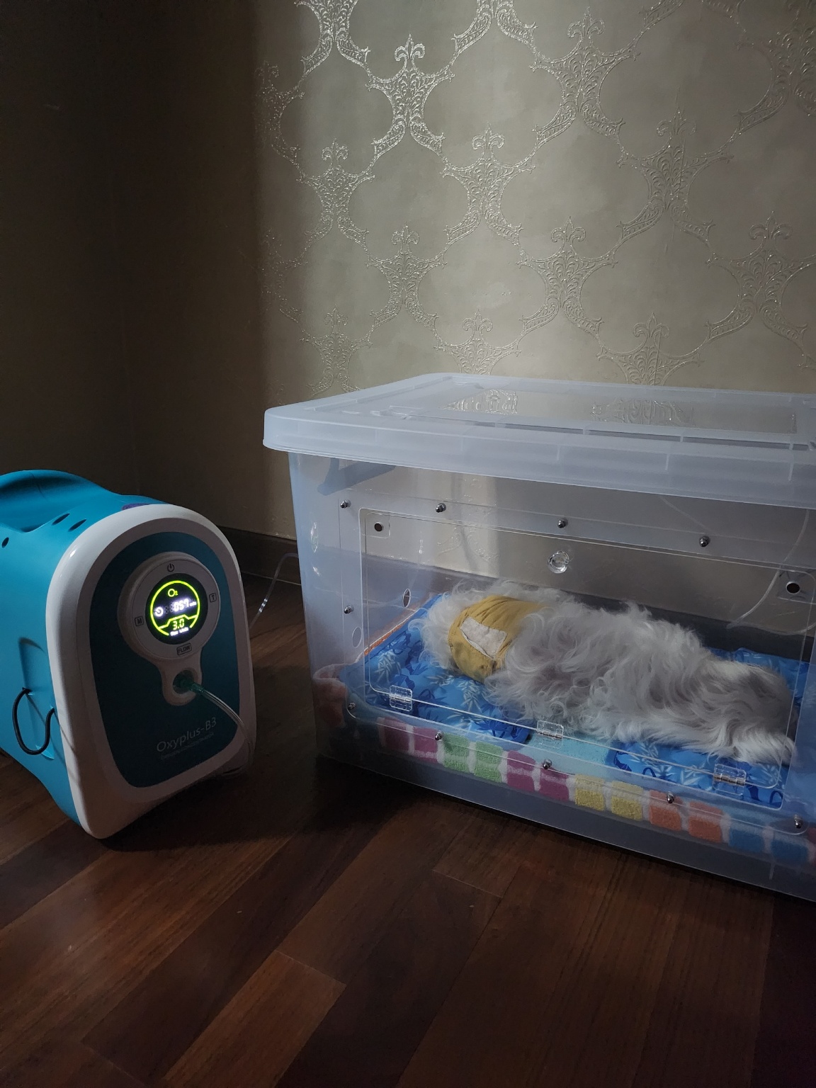 [한달무료] 강아지산소방 의료용 산소발생기 대여 렌탈 임대 산소호흡기 무약정