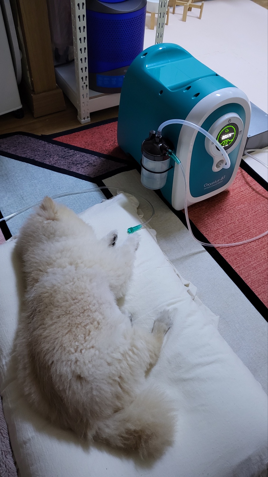 [한달무료] 강아지산소방 의료용 산소발생기 대여 렌탈 임대 산소호흡기 무약정