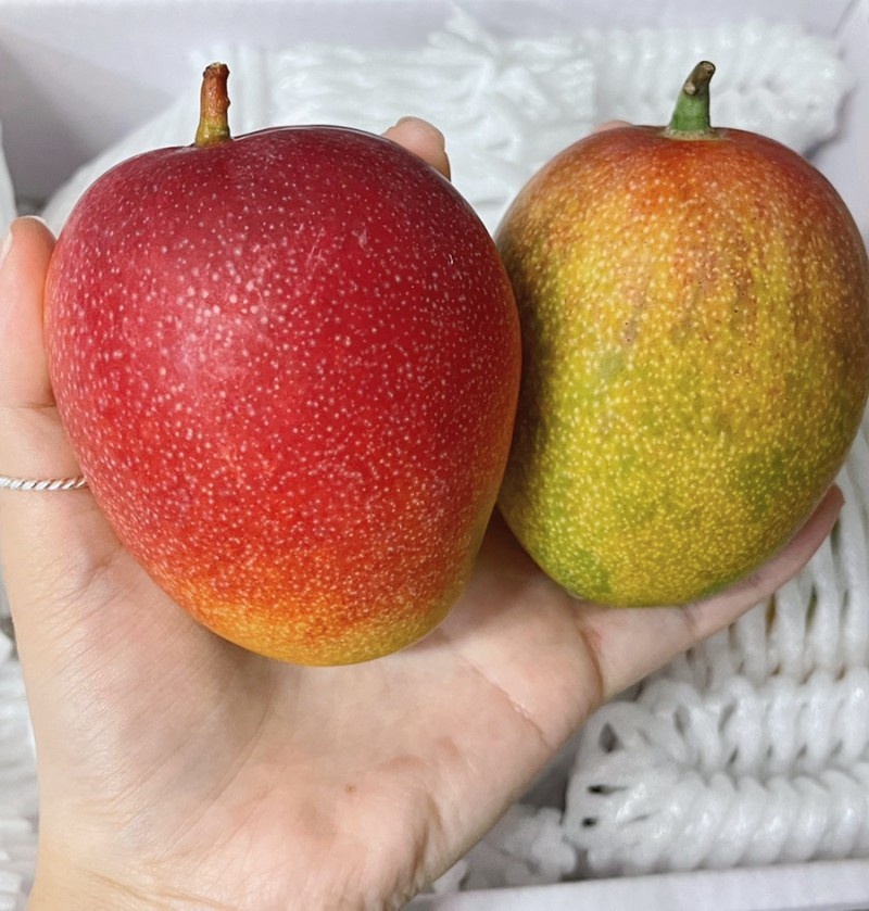 제주애플망고 특상품 선물세트 2kg ,3kg - 상세 이미지 4