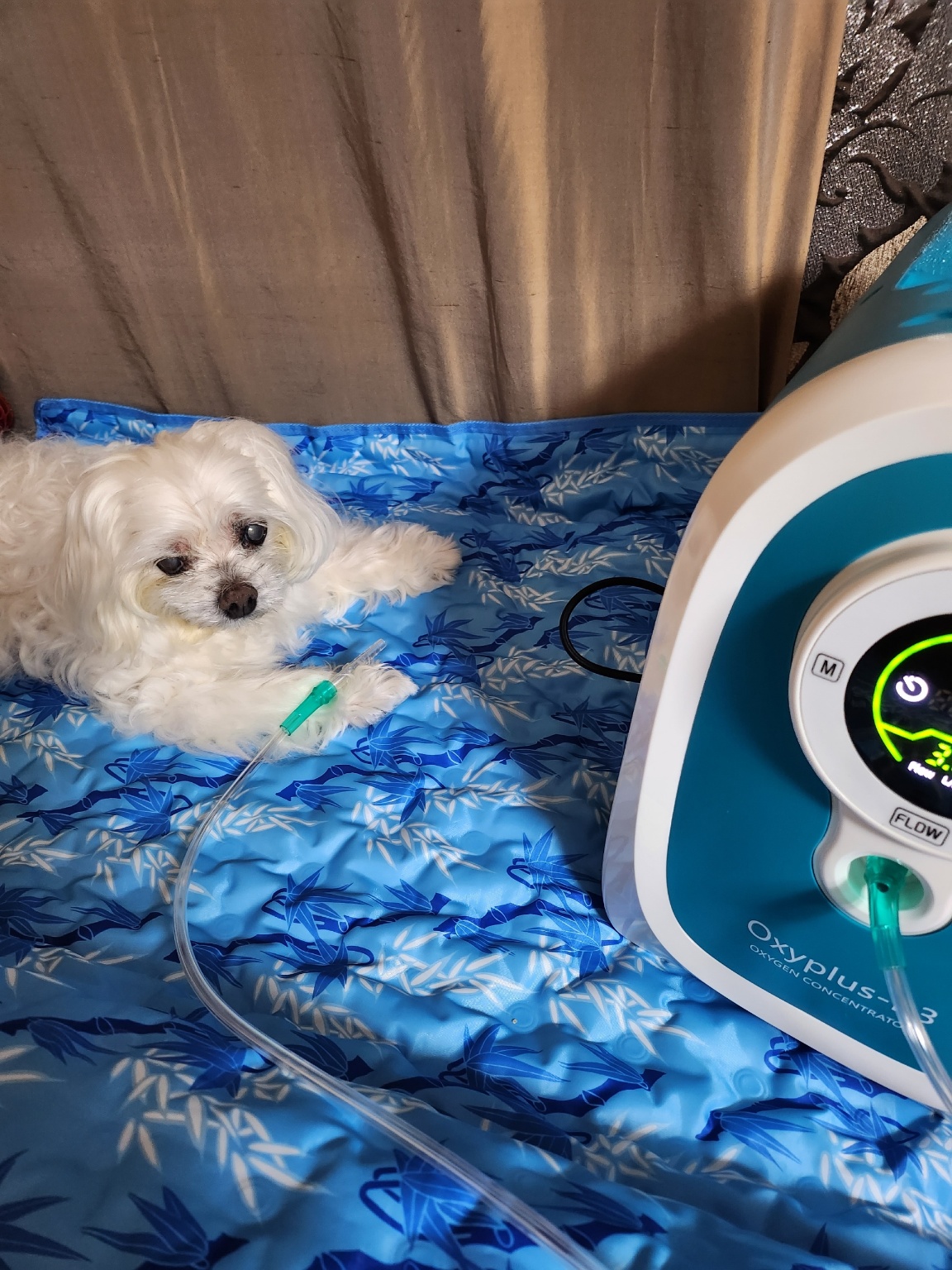 [한달무료] 강아지산소방 의료용 산소발생기 대여 렌탈 임대 산소호흡기 무약정