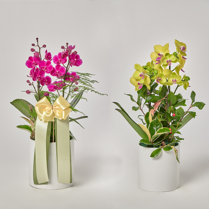 관엽식물 금전수 화환 승진 취임 동양난 서양란 만천홍 영전 축하 선물 개업화분 공기정화