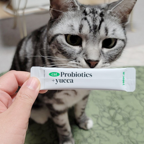 요로캣 고양이유산균 프로바이오틱스 30개입 고양이영양제 변비 설사 면역력