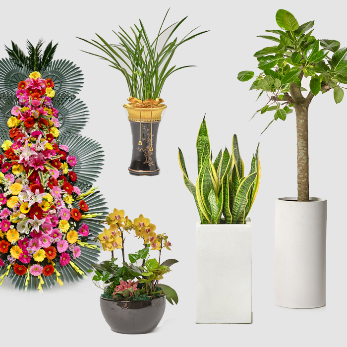 관엽식물 금전수 화환 승진 취임 동양난 서양란 만천홍 영전 축하 선물 개업화분 공기정화