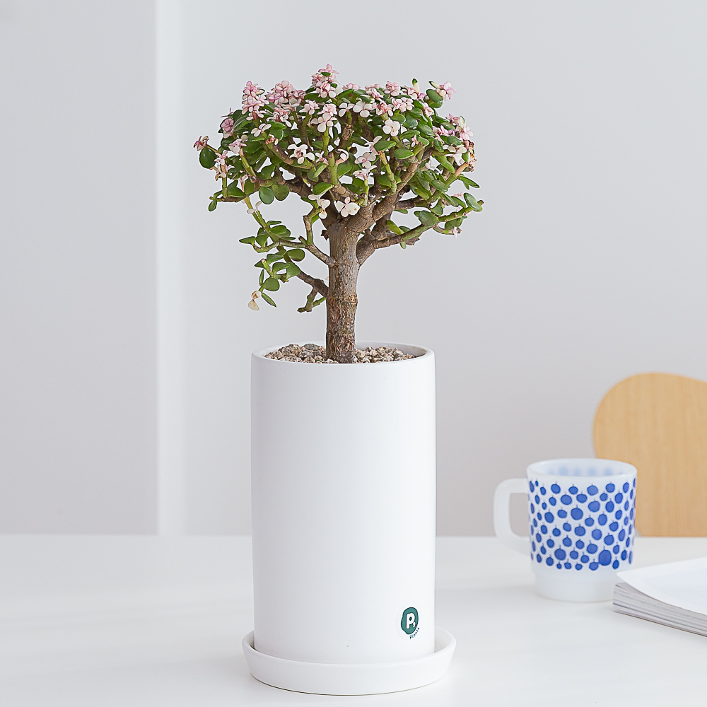 개업화분 꽃배달 승진 축하화환 생일 사무실 카페 식당 미용실 오픈 선물