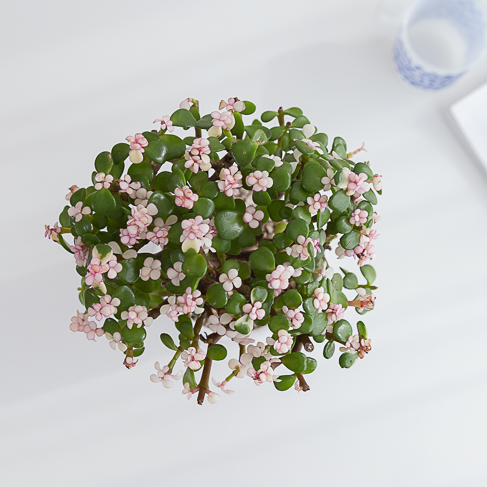 개업화분 꽃배달 승진 축하화환 생일 사무실 카페 식당 미용실 오픈 선물