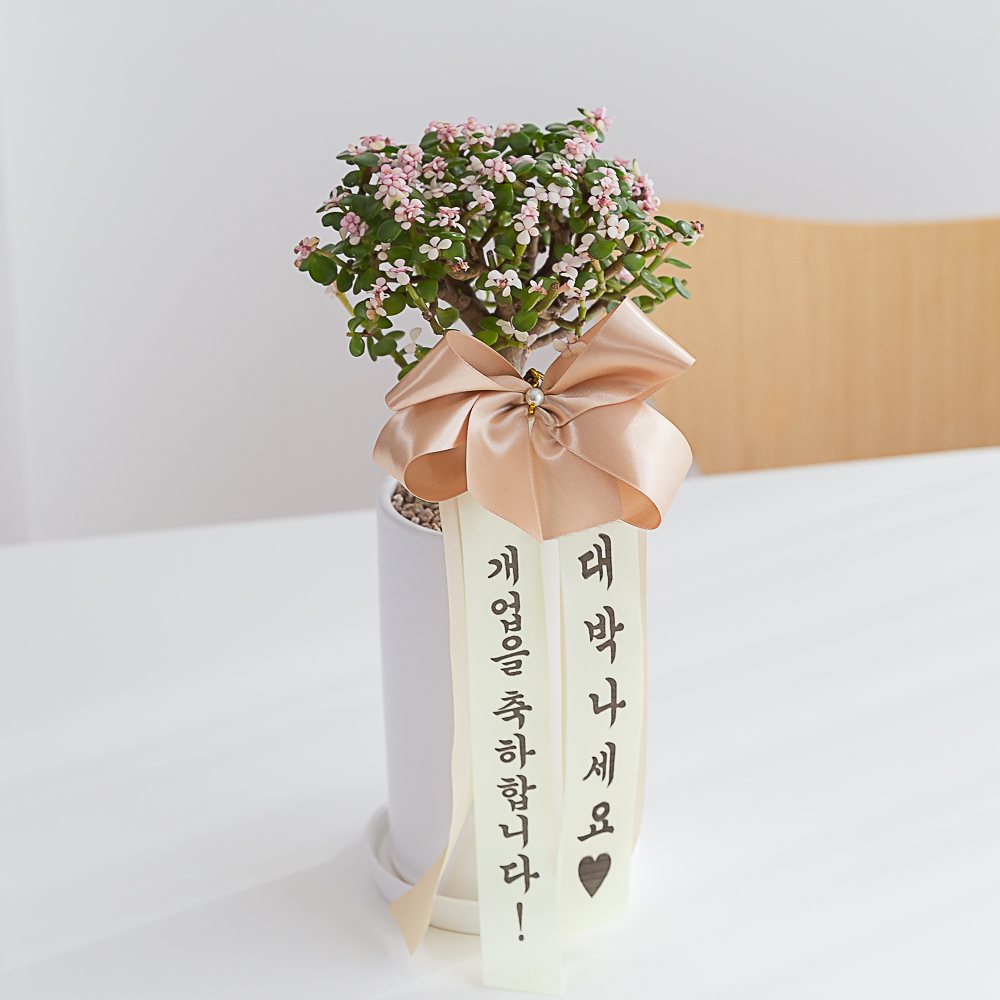 개업화분 꽃배달 승진 축하화환 생일 사무실 카페 식당 미용실 오픈 선물