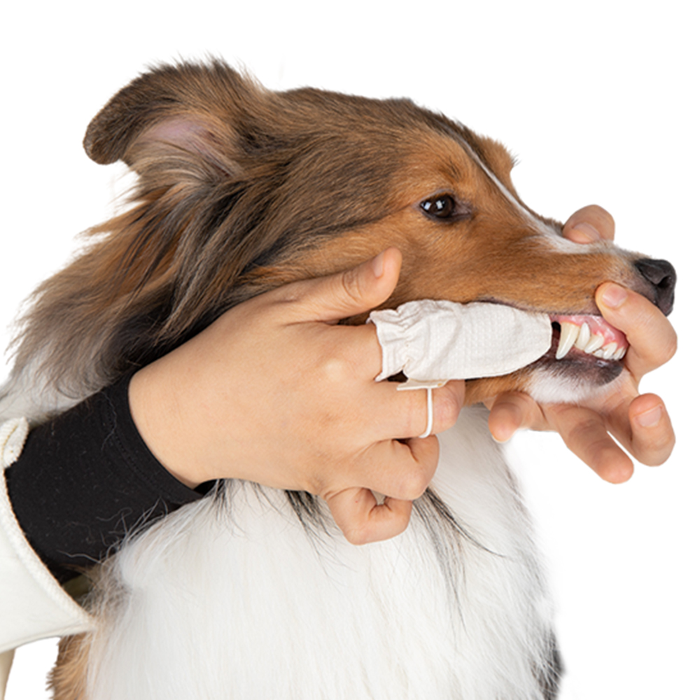 래핑찰리 구강관리 치석제거 강아지 코튼 손가락 칫솔 STEP2 (6개입)