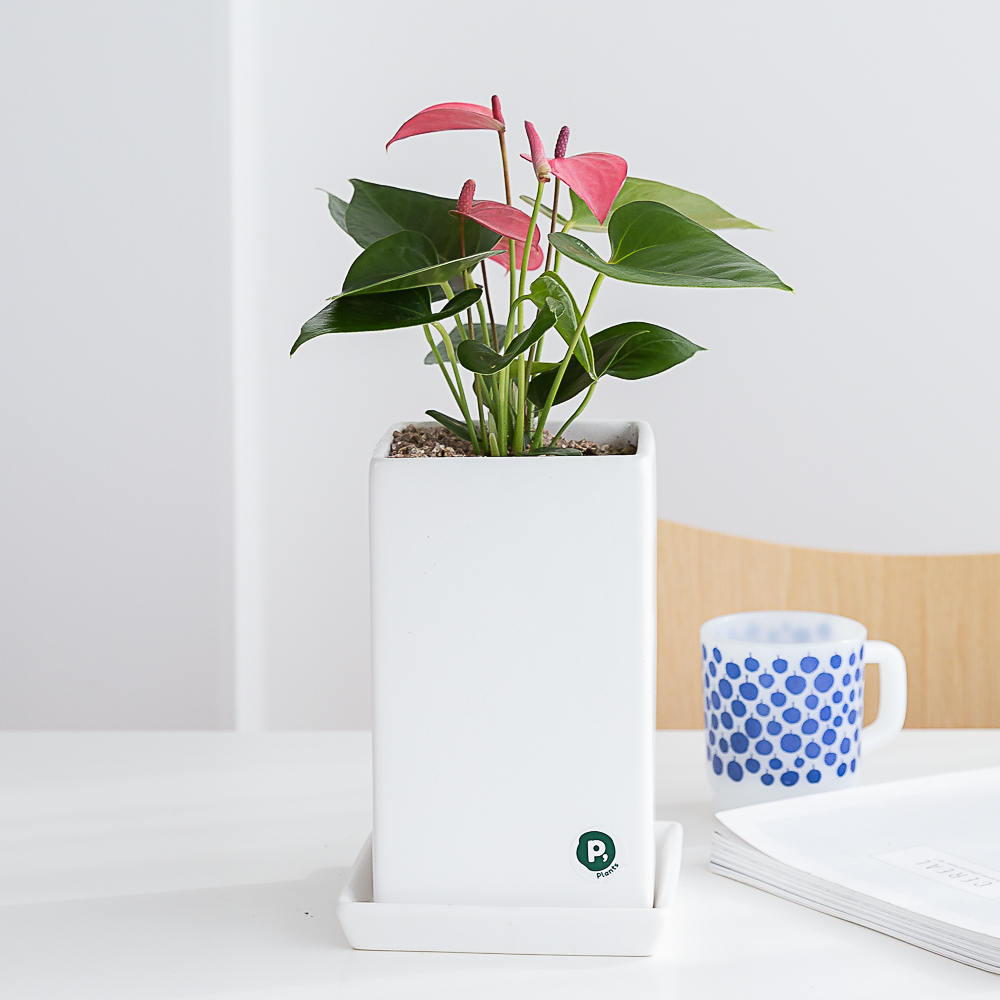 핑크안스리움 승진화분 승진축하 영전 키우기쉬운 음지식물 반려식물인테리어 플랜테리어 중소형