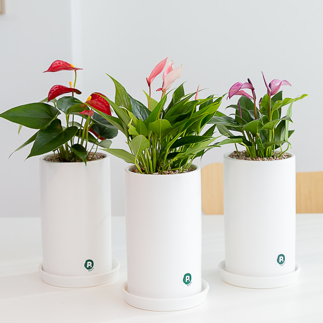 안스리움 개업 화분 꽃배달 사무실 카페 식당 축하 화환 승진 꽃식물