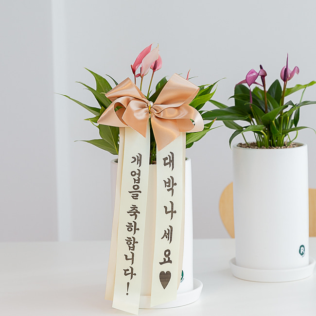 안스리움 개업 화분 꽃배달 사무실 카페 식당 축하 화환 승진 꽃식물