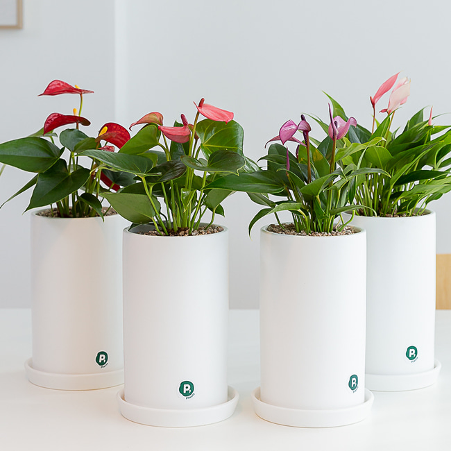 안스리움 개업 화분 꽃배달 사무실 카페 식당 축하 화환 승진 꽃식물