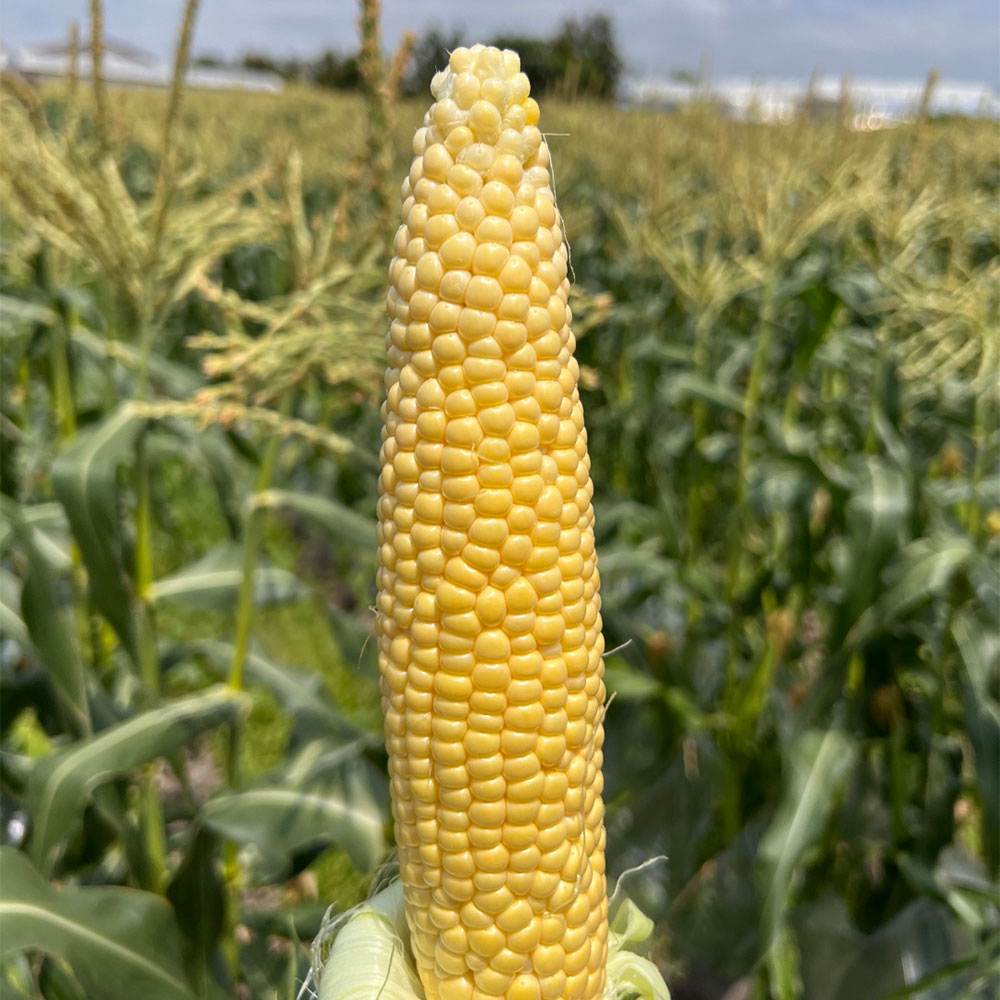 국내산 제주 괴산 제철 초당 옥수수 찰옥수수 흑찰옥수수