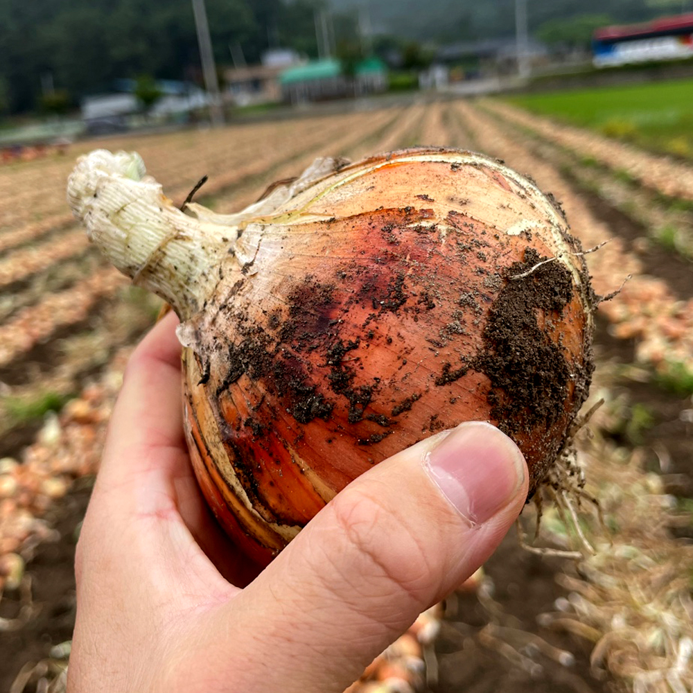 국내산 양파 3kg 5kg