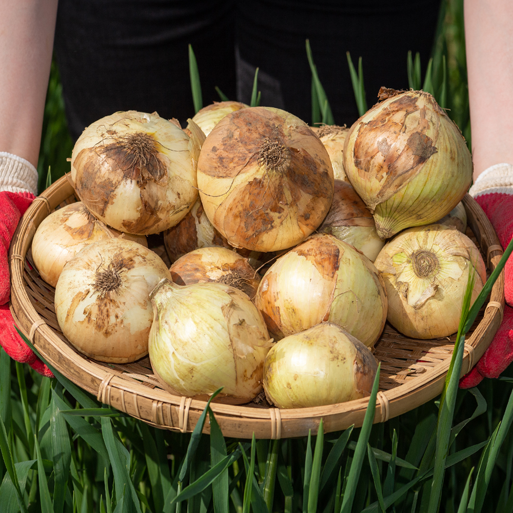 국내산 양파 3kg 5kg