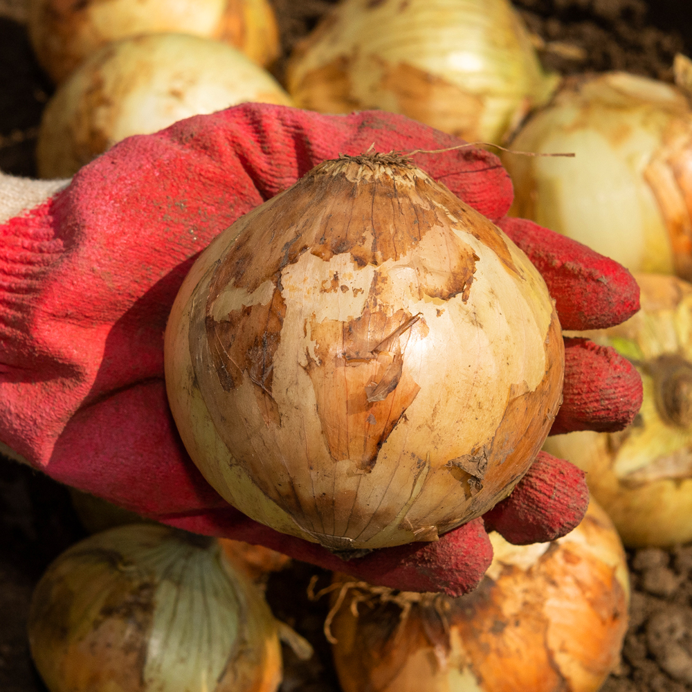 국내산 양파 3kg 5kg