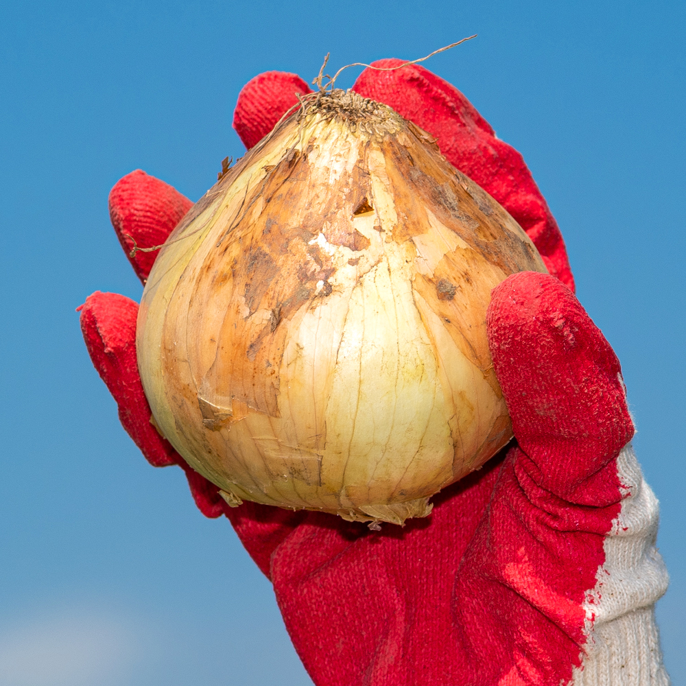 국내산 양파 3kg 5kg