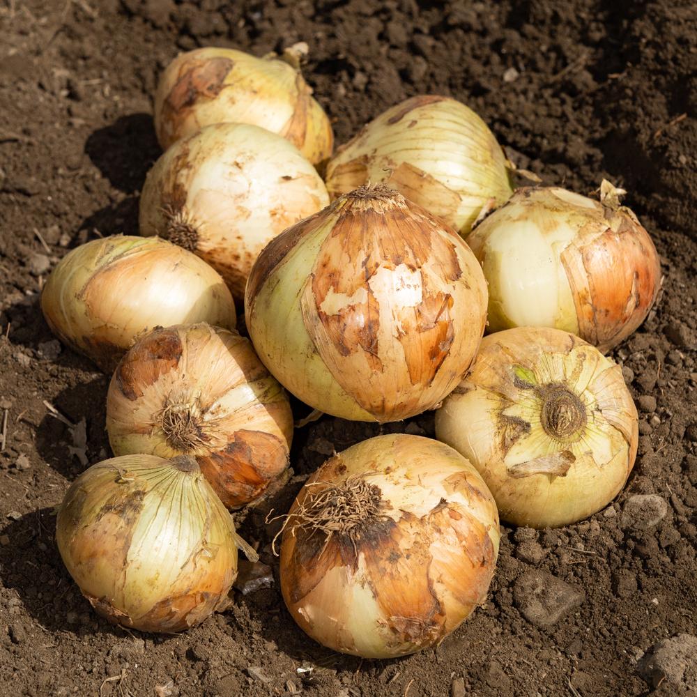 국내산 양파 3kg 5kg