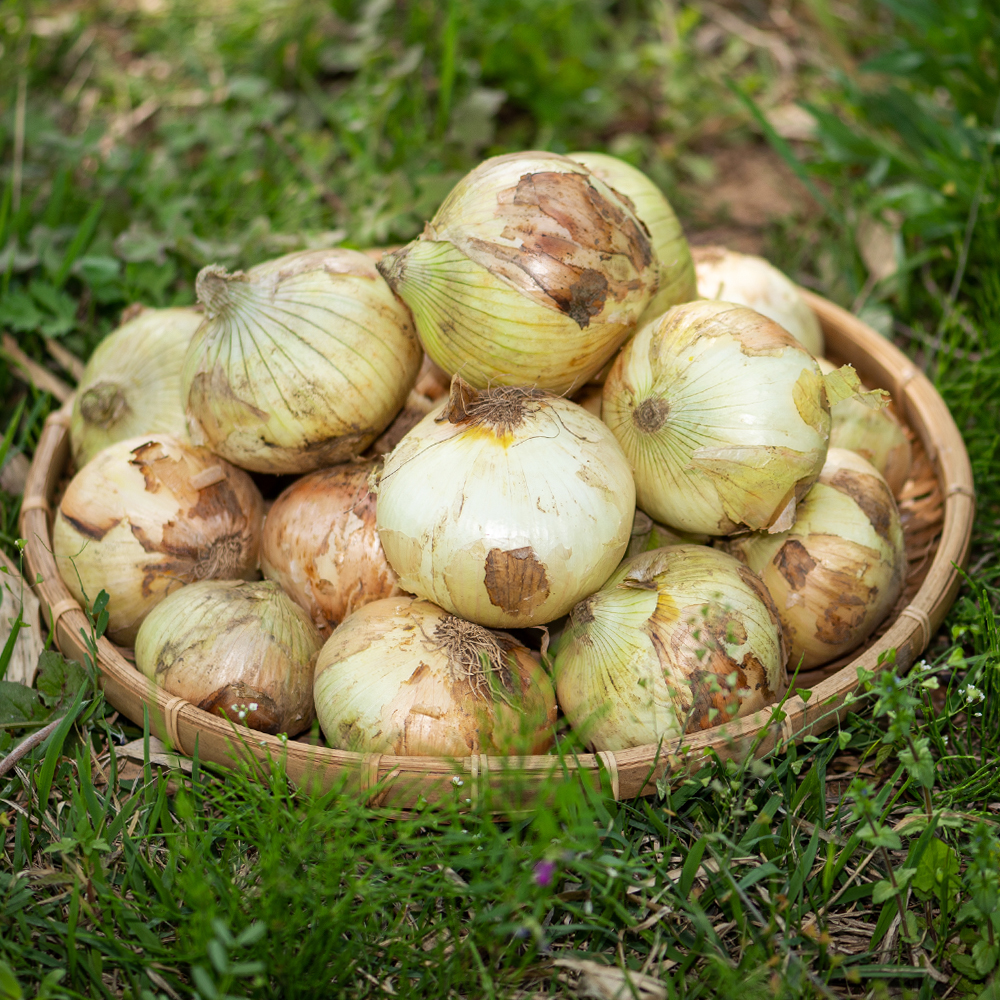 국내산 양파 3kg 5kg