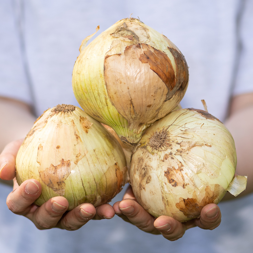 국내산 양파 3kg 5kg