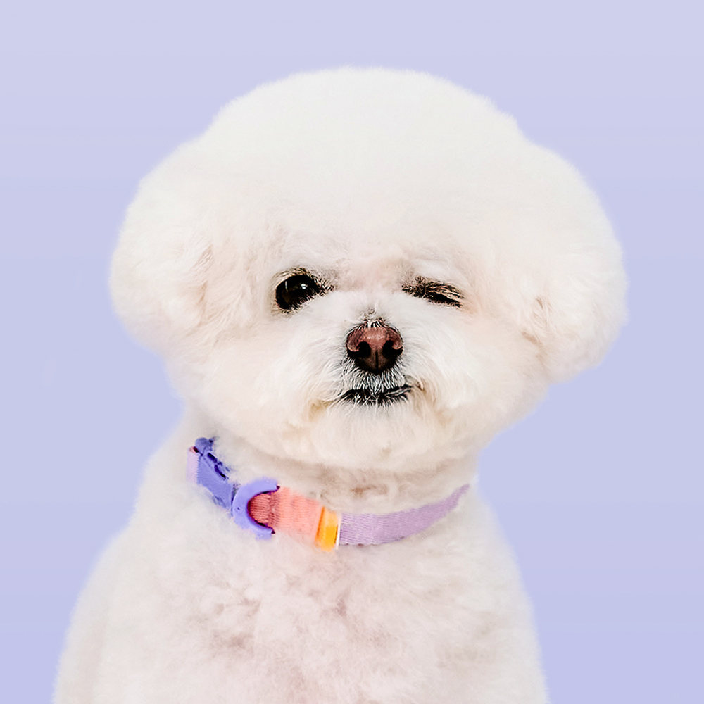 마이플러피 강아지목줄 애견목줄 소형견 중형견 제로칼라 - 상세 이미지 5