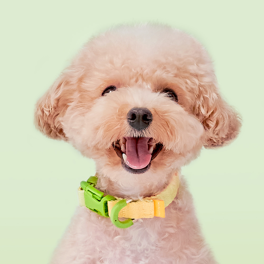 마이플러피 강아지목줄 애견목줄 소형견 중형견 제로칼라 - 상세 이미지 4