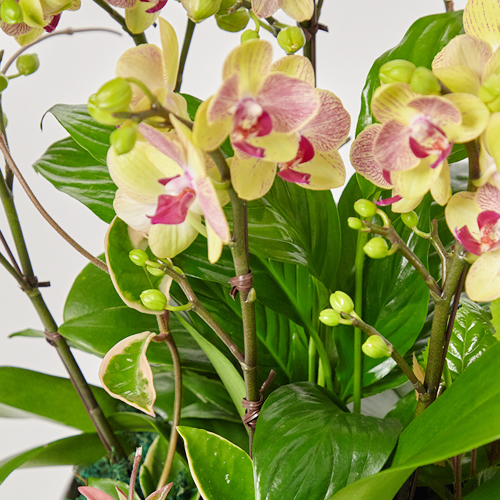 학원 카페 티하우스 개업축하선물 색상의 고급 서양란 꽃바구니