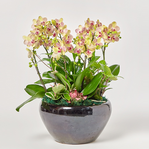 학원 카페 티하우스 개업축하선물 색상의 고급 서양란 꽃바구니