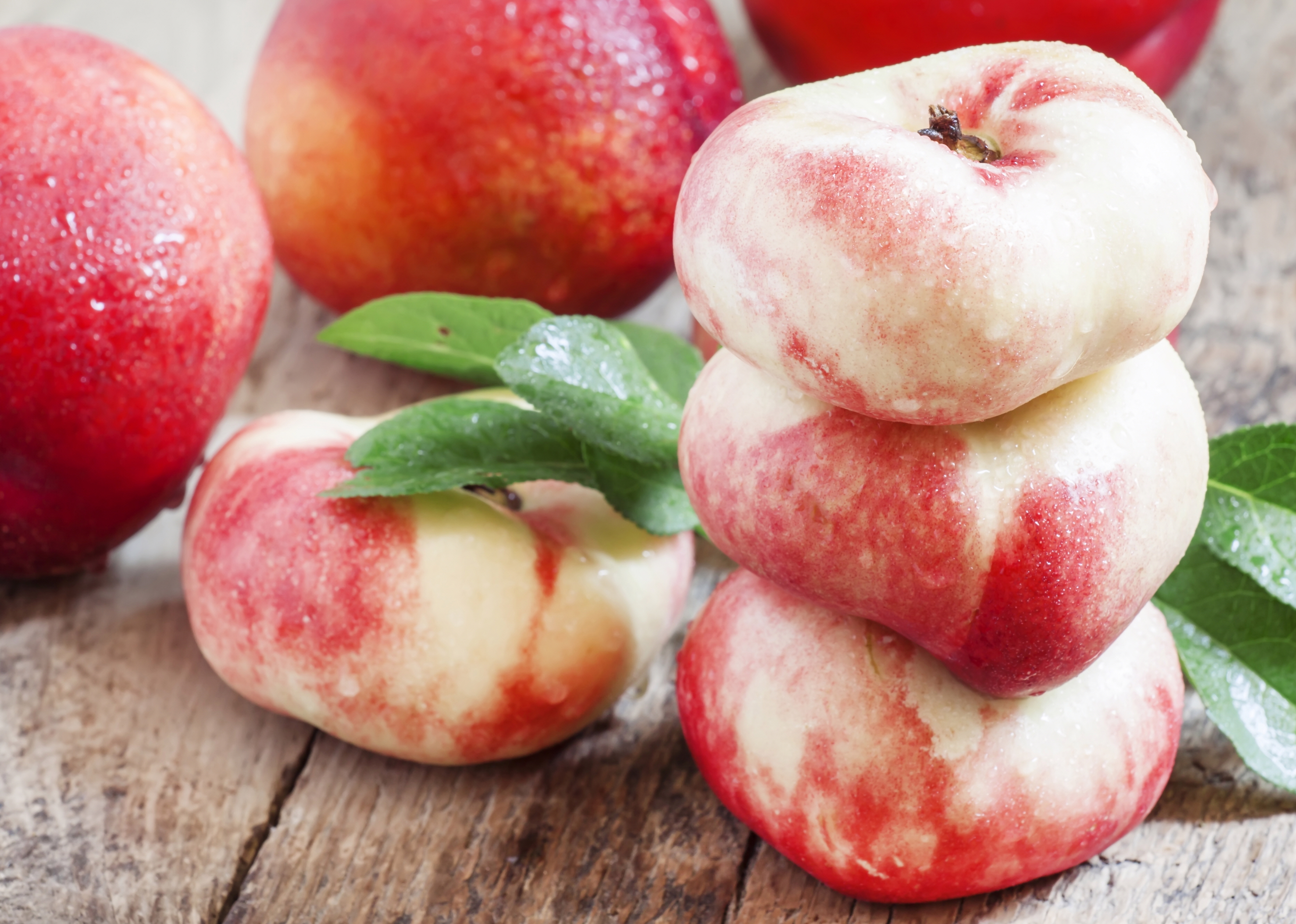 복숭아 신비복숭아 납작복숭아 하우스 대극천 거반도 빅숭아 천도 신선 백도 말랑이 딱딱이