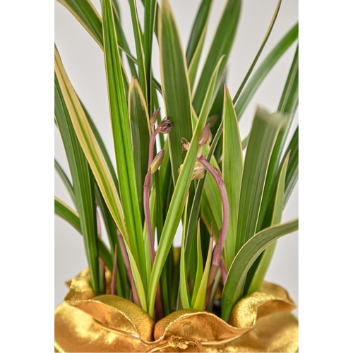 고급 동양란 황룡금 축하 회장님 선물 럭셔리 진급화분